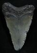 Inch Megalodon Tooth #1301-1